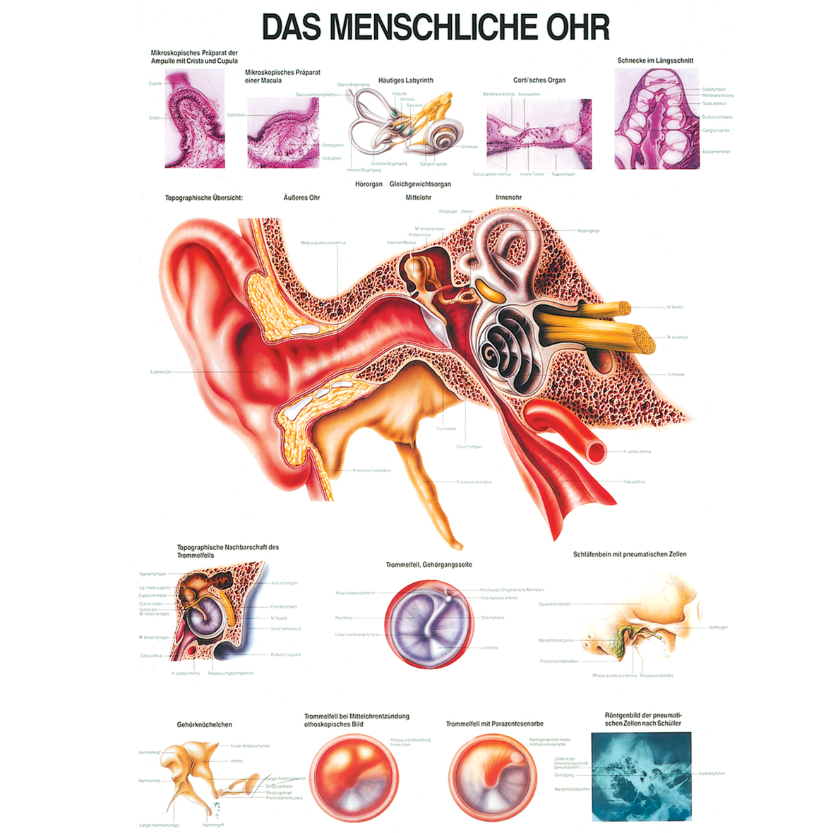 Anatomische Lehrtafel "Das menschliche Ohr"